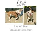 Adopt Levi a American Pit Bull Terrier / Mixed dog in Albany, GA (41119841)