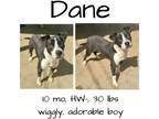 Adopt Dane a Mixed Breed (Medium) / Mixed dog in Albany, GA (41119840)
