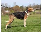 Adopt Abby a Tricolor (Tan/Brown & Black & White) Treeing Walker Coonhound /