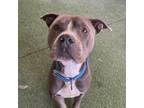 Adopt Linus a Gray/Blue/Silver/Salt & Pepper Mixed Breed (Large) / Mixed dog in