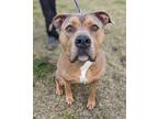 Adopt Lulu a Gray/Blue/Silver/Salt & Pepper Mixed Breed (Large) / Mixed dog in