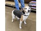 Adopt Chex a White Beagle / Mixed dog in Newport, KY (40986143)