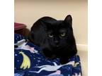 Adopt Michonne a All Black Domestic Shorthair / Domestic Shorthair / Mixed cat