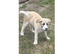 Adopt Bailey a White - with Brown or Chocolate Great Pyrenees / Anatolian
