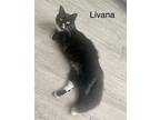 Adopt Livana a Black & White or Tuxedo Domestic Shorthair / Mixed (short coat)