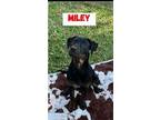 Adopt Miley a Black - with Tan, Yellow or Fawn Labrador Retriever / Mixed dog in