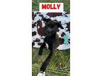 Adopt Molly a Black - with White Labrador Retriever / Mixed dog in Norco