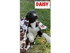 Adopt Daisy a Black - with White Labrador Retriever / Mixed dog in Norco