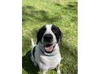 Adopt Oliver a White - with Black Pointer / English Pointer / Mixed dog in