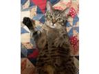 Adopt Maximus - LF a Brown Tabby Domestic Shorthair / Mixed (short coat) cat in