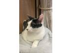 Adopt Emery - MS a Domestic Shorthair / Mixed (short coat) cat in Cross Anchor