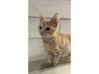 Adopt Santee - MS a Orange or Red Tabby Domestic Shorthair / Mixed (short coat)