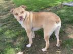 Adopt Donovan a Tan/Yellow/Fawn - with White American Staffordshire Terrier /