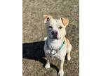 Adopt Max a Tan/Yellow/Fawn - with White Pit Bull Terrier / Husky / Mixed dog in