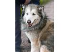 Adopt Harley a Gray/Silver/Salt & Pepper - with Black Siberian Husky / Mixed dog