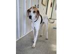 Adopt Liberty a White Hound (Unknown Type) / Mixed dog in Freeport