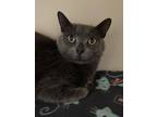 Adopt Athena a Gray or Blue Domestic Shorthair / Domestic Shorthair / Mixed cat