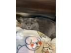 Adopt Marlena a Gray or Blue Domestic Longhair / Domestic Shorthair / Mixed cat