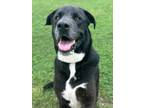Adopt Scamp a Black Labrador Retriever / Mixed dog in San Antonio, TX (41080996)