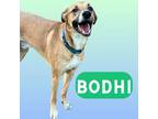 Adopt Bodhi a Brown/Chocolate Hound (Unknown Type) / Mixed Breed (Medium) /