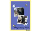 Adopt Romeo and Jinx Adopt Pending a Black (Mostly) Maine Coon (medium coat) cat