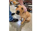 Adopt Triscuit a Mixed Breed (Medium) / Mixed dog in Arkadelphia, AR (41112942)