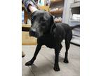 Adopt Tarah a Labrador Retriever / Mixed dog in Arkadelphia, AR (41112940)