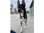 Adopt Frankie a German Shepherd Dog / Husky / Mixed dog in Blountville