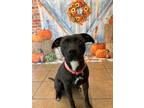 Adopt Prue a American Pit Bull Terrier / Mixed dog in Marion, OH (41126353)