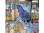Adopt Culver a Brown Dove / Lovebird / Mixed bird in Durango, CO (41126352)