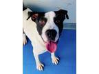 Adopt Ace a Black - with White American Pit Bull Terrier / Mixed Breed (Medium)