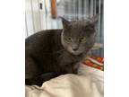 Adopt Cinder a Gray or Blue Russian Blue / Mixed (short coat) cat in Berkeley