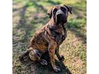 Adopt Minka a Brindle English Mastiff / German Shepherd Dog dog in Vail