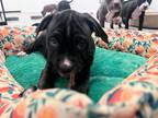 Adopt Cassia a Black Labrador Retriever dog in San Diego, CA (41123137)