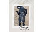 Adopt George a Black - with White Dutch Shepherd / Labrador Retriever dog in