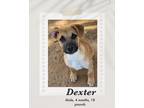 Adopt Dexter a Brown/Chocolate - with Black Black Mouth Cur / Shepherd (Unknown