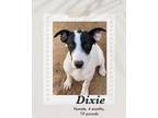 Adopt Dixie a White - with Black Rat Terrier / Labrador Retriever dog in