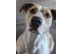 Adopt Alibi a American Staffordshire Terrier / Hound (Unknown Type) / Mixed dog