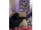 Adopt Archie a Black Labrador Retriever / Husky / Mixed dog in Anchorage