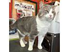 Adopt Big Mac a White Domestic Shorthair / Domestic Shorthair / Mixed cat in