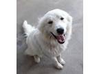 Adopt Sugar a Great Pyrenees / Mixed dog in Gentry, AR (41125997)