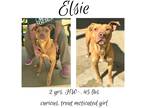 Adopt Elsie a Mixed Breed (Medium) / Mixed dog in Albany, GA (41119838)