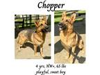 Adopt Chopper a German Shepherd Dog / Mixed dog in Albany, GA (41114702)
