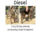 Adopt Diesel a Labrador Retriever / American Pit Bull Terrier / Mixed dog in