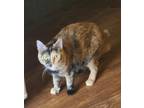 Adopt Ruby a Tortoiseshell Domestic Shorthair (short coat) cat in