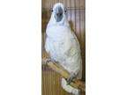 Adopt Casper a Cockatoo bird in Edgerton, WI (30333950) | Male Cockatoo ...