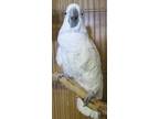 Adopt Casper a Cockatoo bird in Edgerton, WI (30333950)