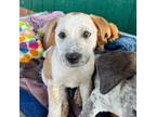Adopt Penny a White - with Red, Golden, Orange or Chestnut Blue Heeler /