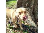 Adopt Lizotte a White Basenji / Rat Terrier / Mixed dog in Missouri City