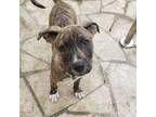 Adopt Shar a Brindle - with White American Staffordshire Terrier / Plott Hound /